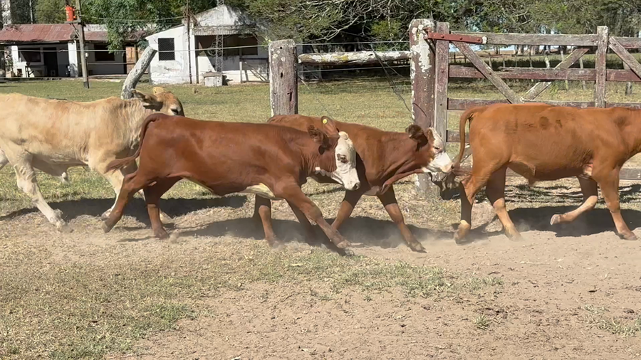 Lote 80 Terneros/as en Corrientes, Mercedes