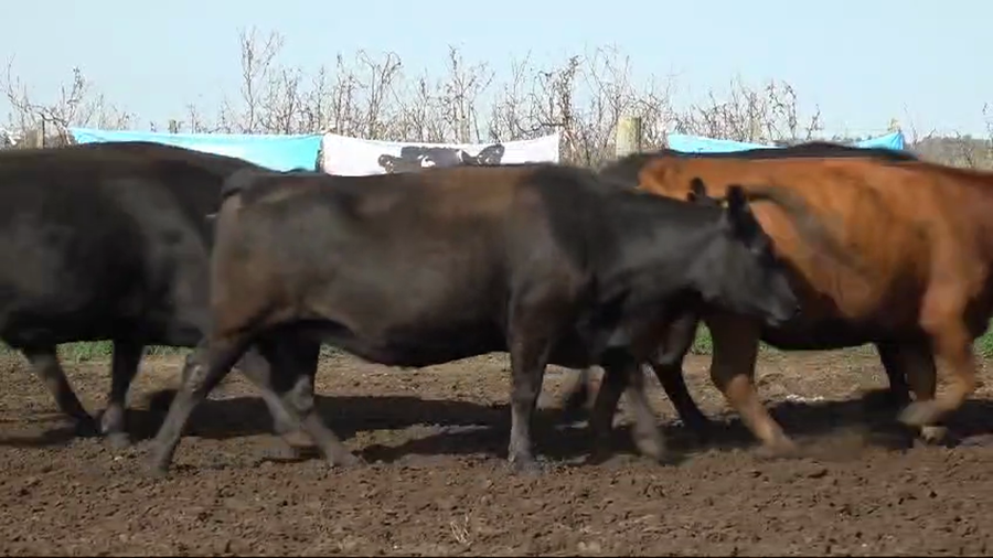 Lote 37 Vacas nuevas C/ gtia de preñez