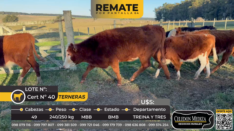 Lote 49 Terneras en Cuchilla de Dionisio, a 15 km de  Treinta y Tres