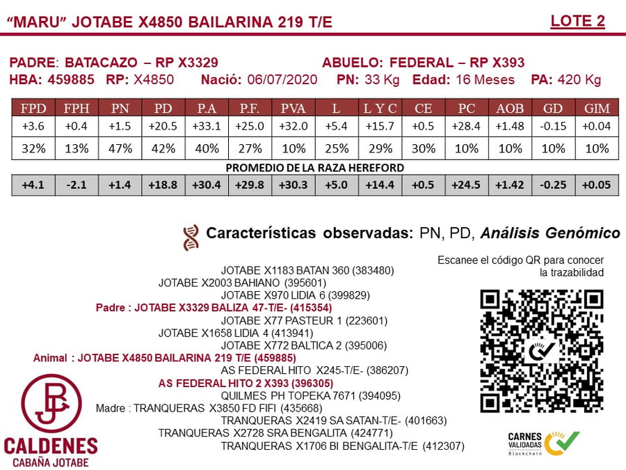Lote TERNERAS PURAS DE PEDIGREE POLLED HEREFORD