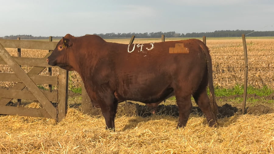 Lote Toros PC Colorados