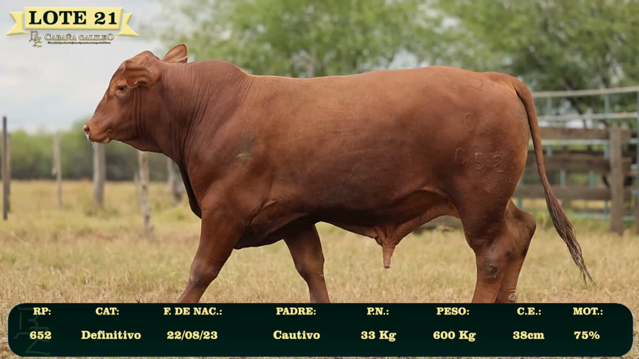 Lote LOTE 21