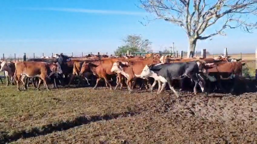 Lote 85 Vaquillonas en Corrientes, Ita-Ibate