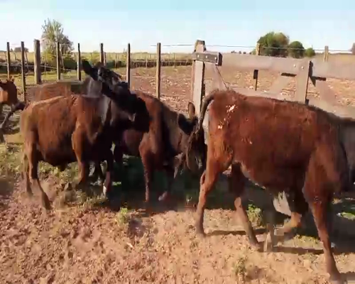 Lote 31 Terneras en Salazar, Buenos Aires