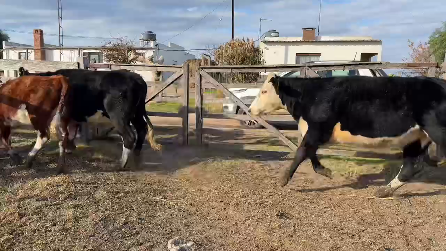 Lote VAQUILLONAS 1 a 2 AÑOS