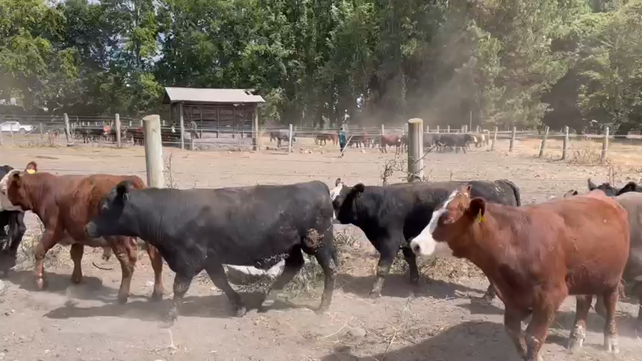 Lote 55 Ternero en Los Ángeles, VIII Región Biobío