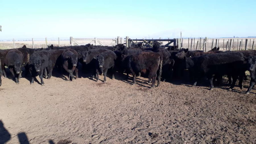 Lote 40 Terneras en arboledas, Buenos Aires