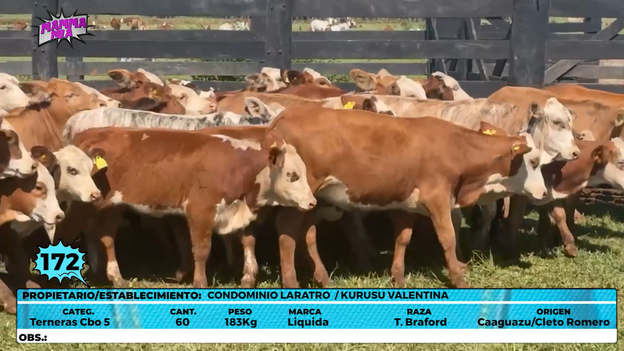 Lote LOTE 172