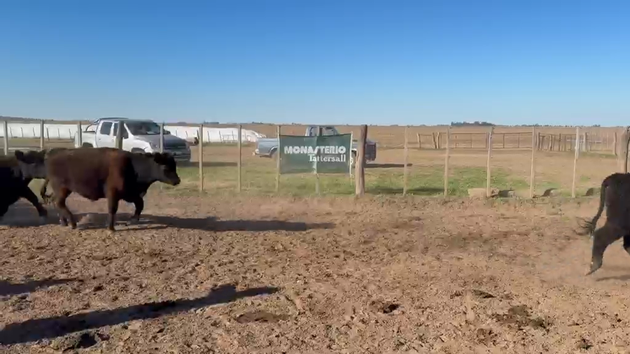 Lote 80 Novillitos en Trenel