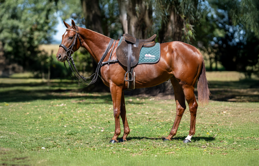 Lote DON ERCOLE TABERNA