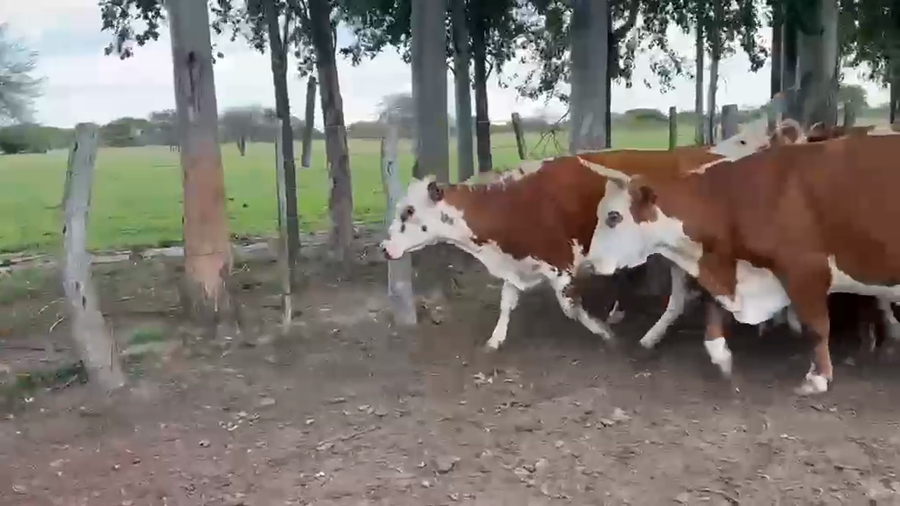 Lote 34 Vacas de invernar