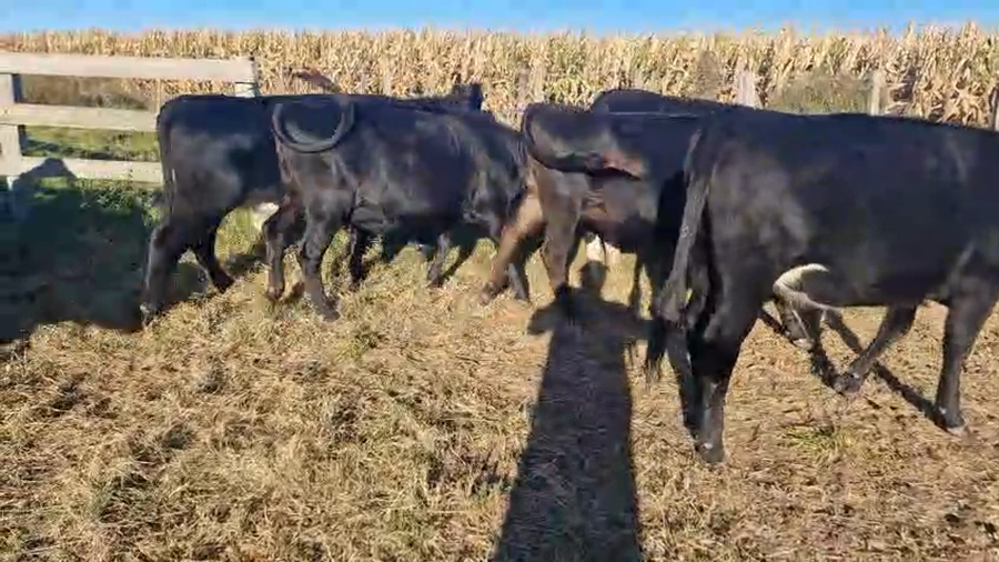 Lote 10 Vaquillonas  a remate en Pantalla Camy, San José