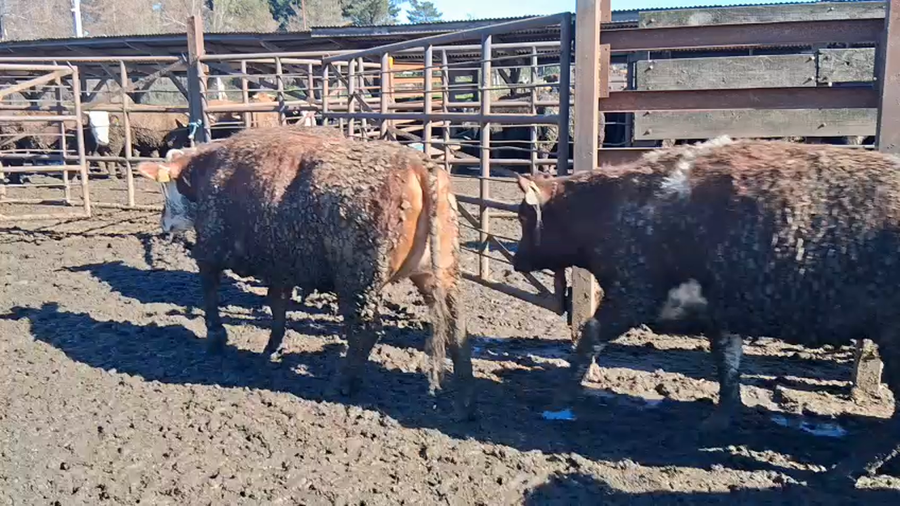 Lote 42 Vaquilla Gorda en Los Ángeles, VIII Región Biobío