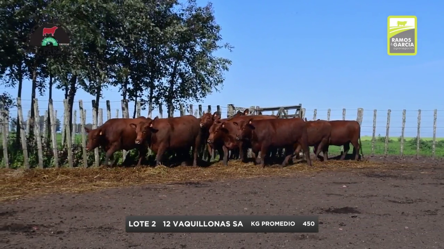 Lote Vaquillonas