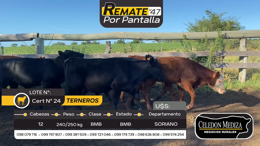 Lote 12 Terneros y Terneras en Cardona, Soriano