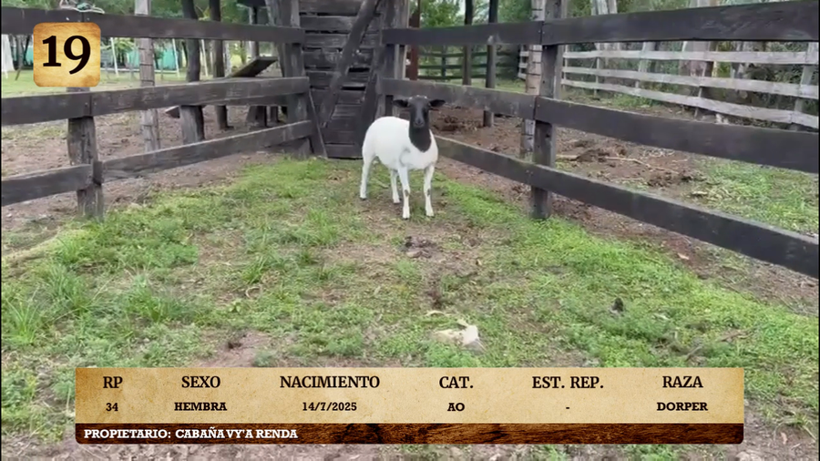 Lote LOTE 19