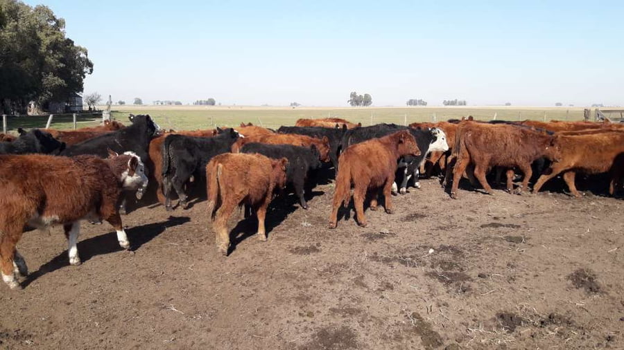 Lote 73 Terneros en Gral. Lamadrid, Buenos Aires