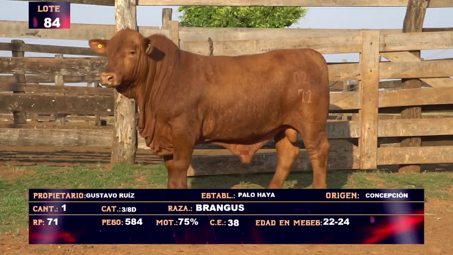 Lote GUSTAVO RUIZ - LOTE 84