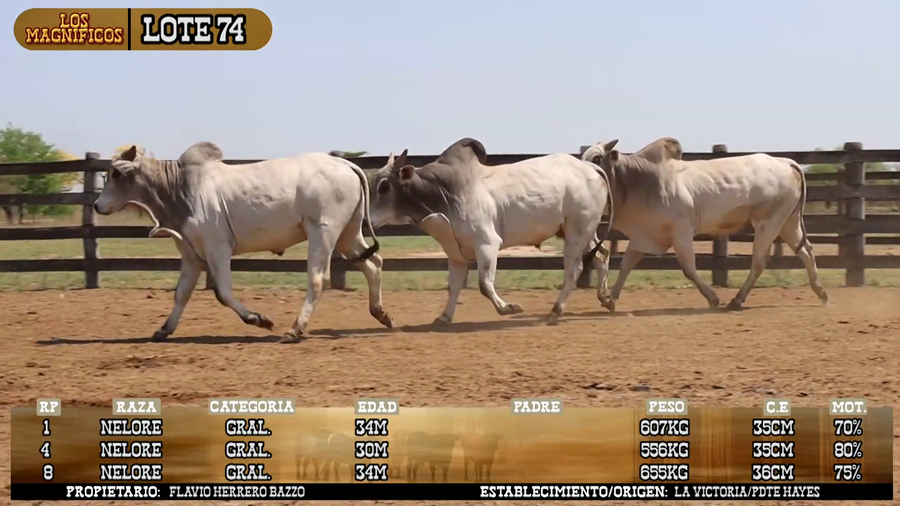 Lote LOTE 74- POR PANTALLA