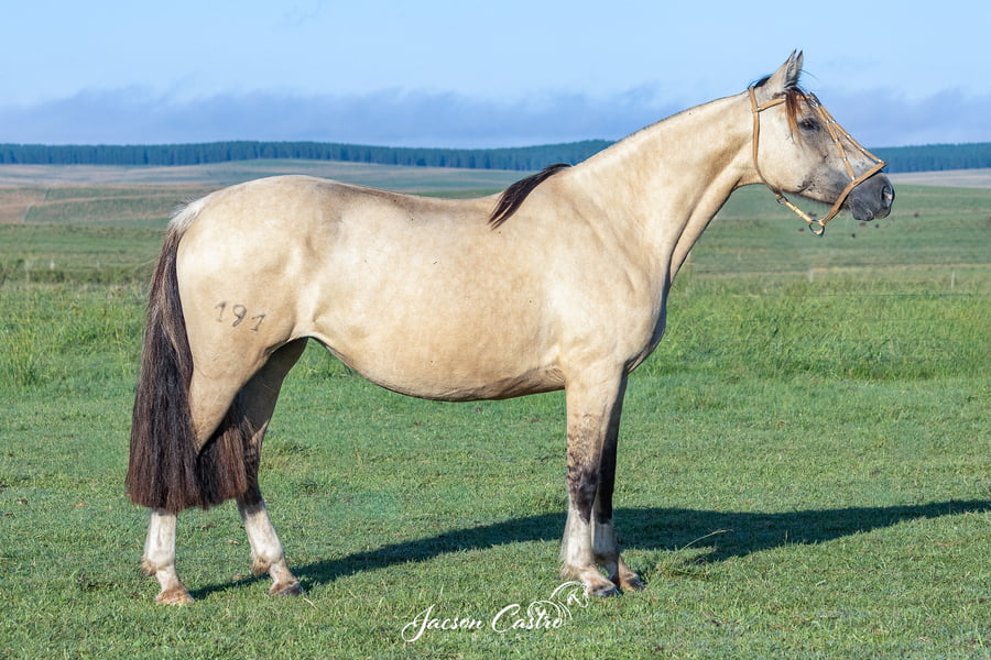 Lote Noche Clara De Los Recuerdos