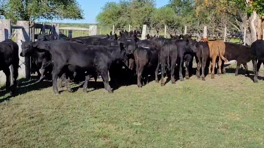 Lote 30 Terneros/as en Villaguay, Entre Ríos