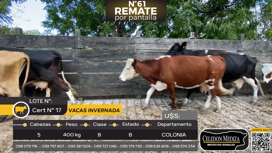 Lote 5 Vaca en Paso Antolín, Colonia