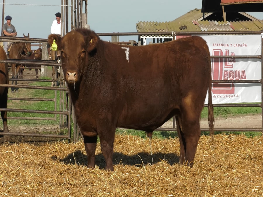 Lote TOROS ANGUS COLORADOS PC