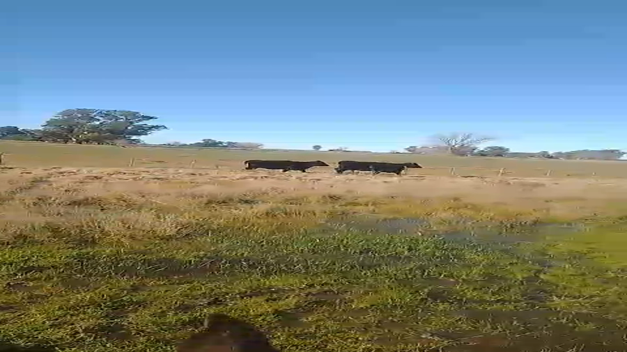 Lote 22 Vacas medio uso C/ gtia de preñez en Buenos Aires, Las Flores