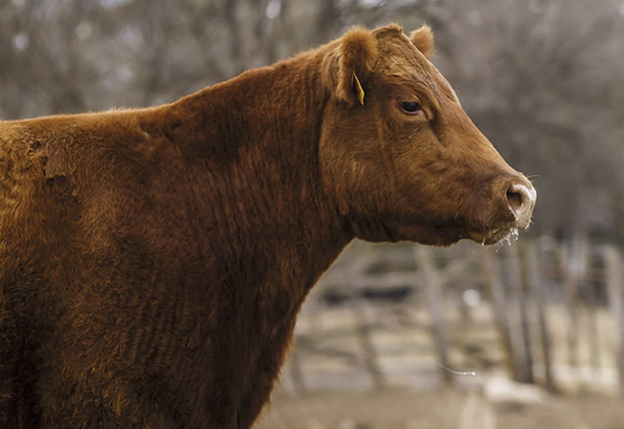 Lote VACAS A. ANGUS COLORADAS  NUEVAS MAS C/ GTIA DE PREÑEZ