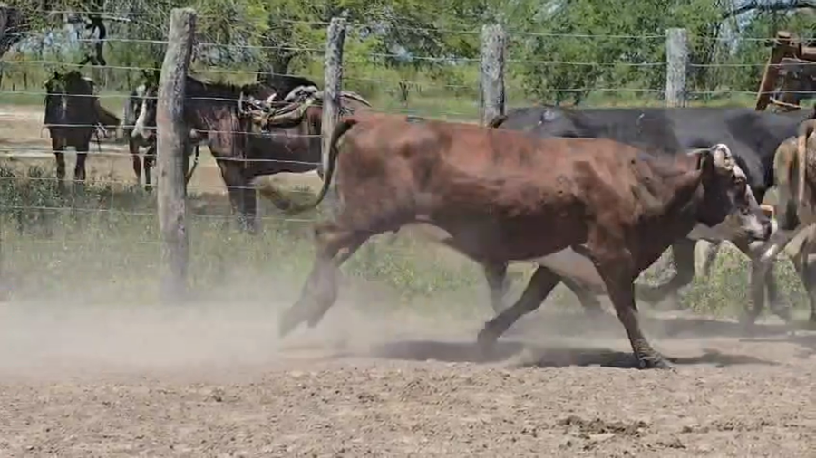 Lote 30 Vacas de invernar