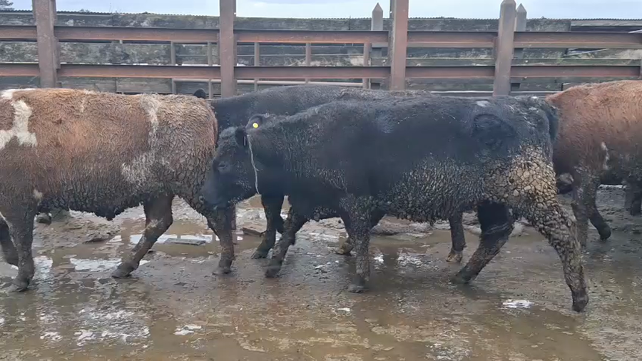 Lote 40 Vaquilla Gorda en Los Ángeles, VIII Región Biobío