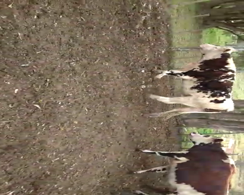 Lote (Vendido)32 Novillos NO a remate en Pantalla Carmelo 490kg -  en ZUNIN