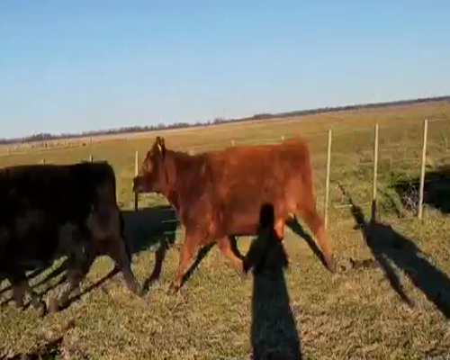 Lote 33 Vacas PREÑADAS medio uso en Tapalqué, Buenos Aires