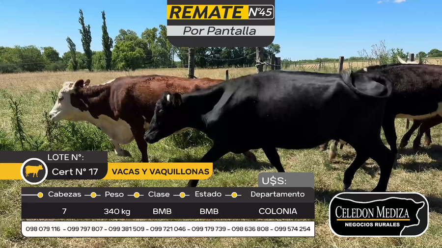 Lote 7 Vaquillonas y Vacas en Otra Localidad, Colonia