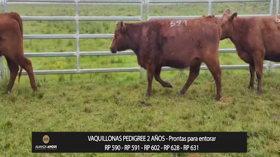 Lote VAQUILLONAS PEDIGREE 2 AÑOS - Prontas para entorar