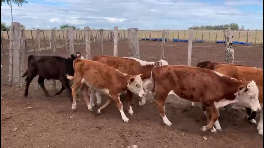 Lote TERNEROS Y TERNERAS