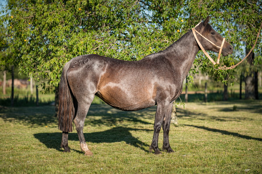 Lote Payada de los Cardos