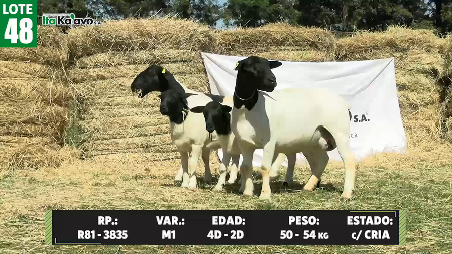 Lote LOTE 48