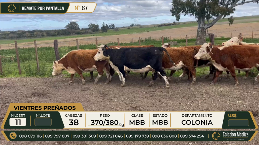 Lote 38 Vientres preñados en Colonia