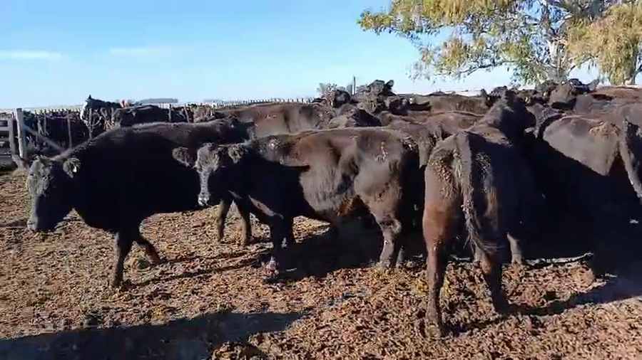 Lote 38 Vacas nuevas Preñadas en Buenos Aires, Bolívar