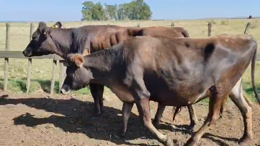 Lote 2 Vaquillonas  400kg - , San José