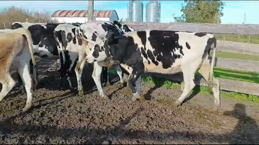 Lote 5 Vaquillonas  Holando a remate en Pantalla Camy  450kg -  en Libertad