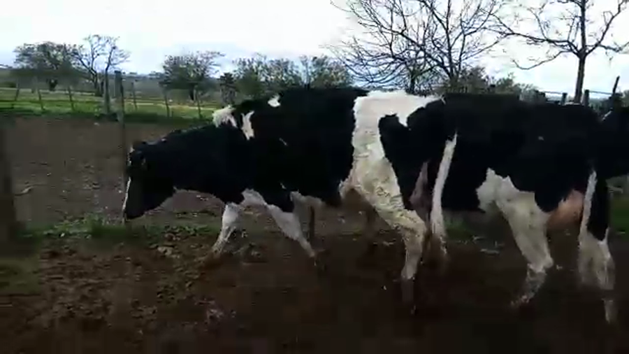 Lote 3 Vaquillonas 1 a 2 años HOLANDO a remate en PANTALLA CAMY, San José