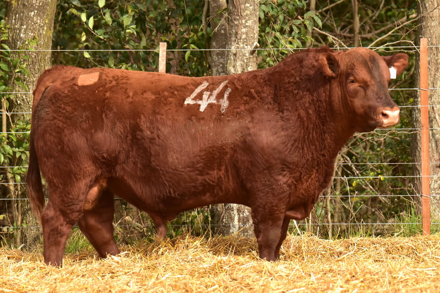 Lote TOROS ANGUS PC