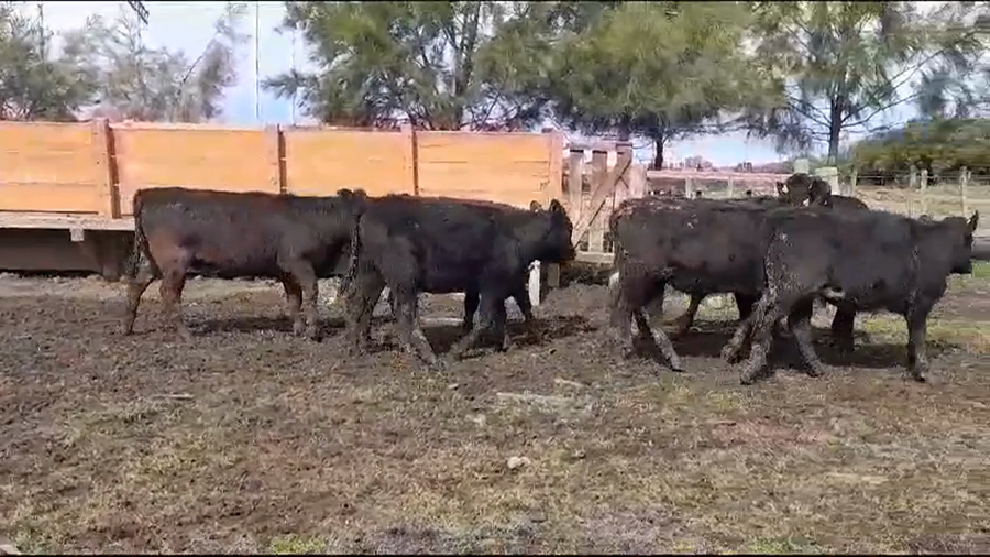 Lote (Vendido)7 Terneras ANGUS a remate en #35 Pantalla Carmelo 285kg -  en CUFRE