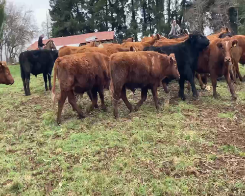 Lote 27 Novillo Engorda en Frutillar, X Región Los Lagos