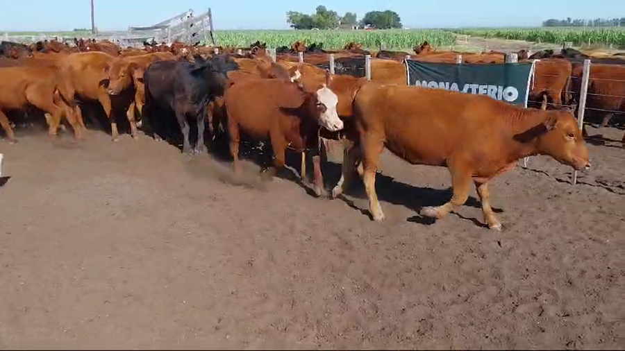 Lote 84 Vaquillonas en Arboledas