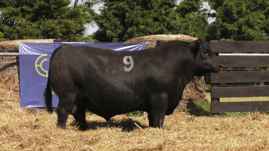 Lote TOROS ANGUS PURO CONTROLADO