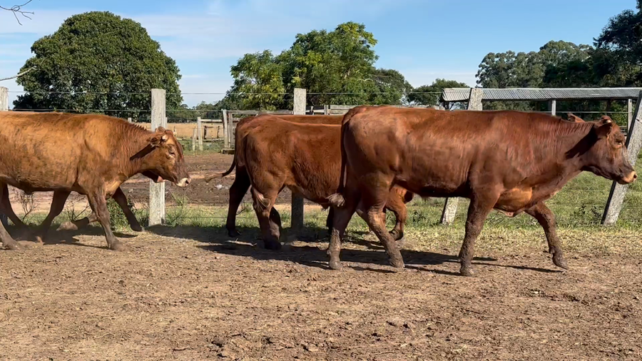 Lote 90 Novillos en Corrientes, Guaviravi