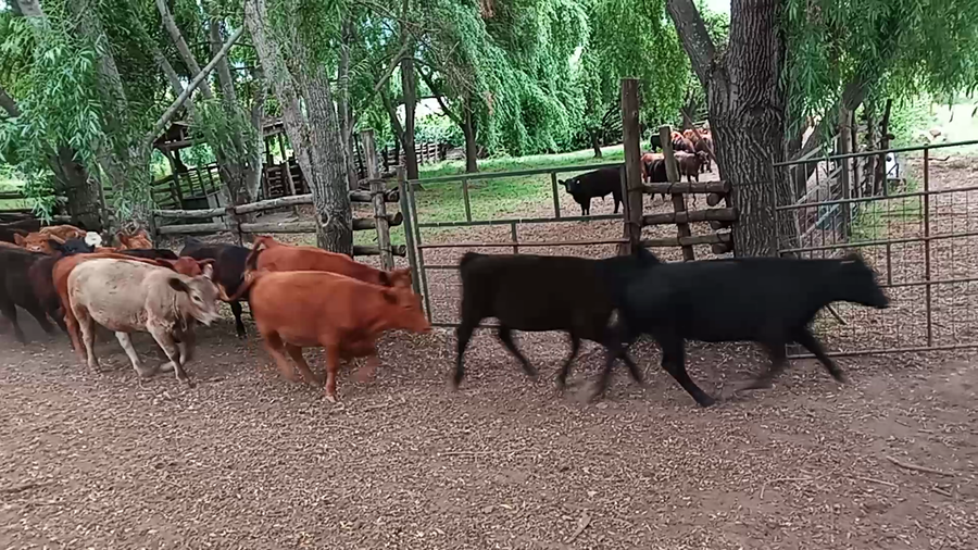 Lote 31 Ternera en Hualañé, VII  Región Maule